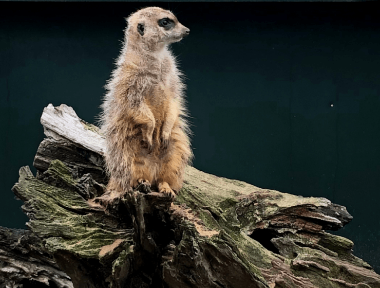 Meerkat at Thrigby Hall Wildlife Gardens Norfolk
