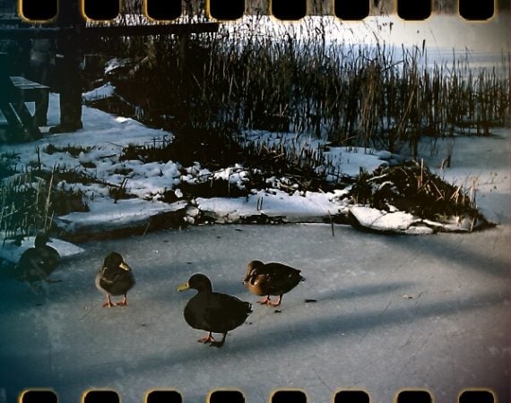 inNorfolk | A winter wonderland - Fairhaven Woodlands