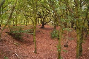 inNorfolk | If you go down to the woods today...