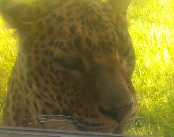 inNorfolk | Bank Holiday Blog: Banham Zoo, Norfolk