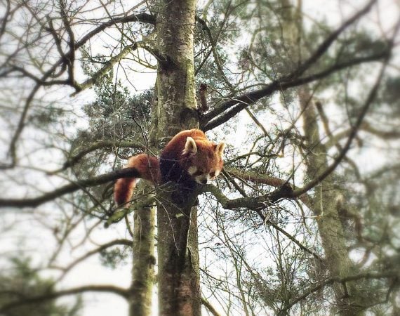 in Norfolk | Where the wild things are