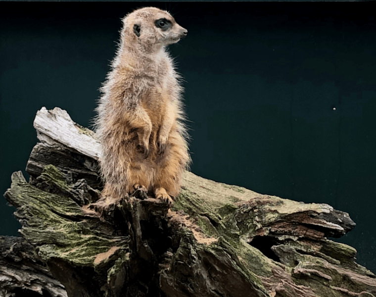 Meerkat at Thrigby Hall Wildlife Gardens Norfolk