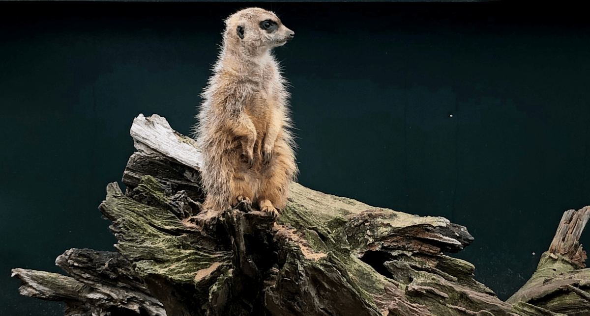 Meerkat at Thrigby Hall Wildlife Gardens Norfolk