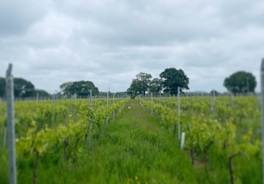 Chet Valley Vineyard