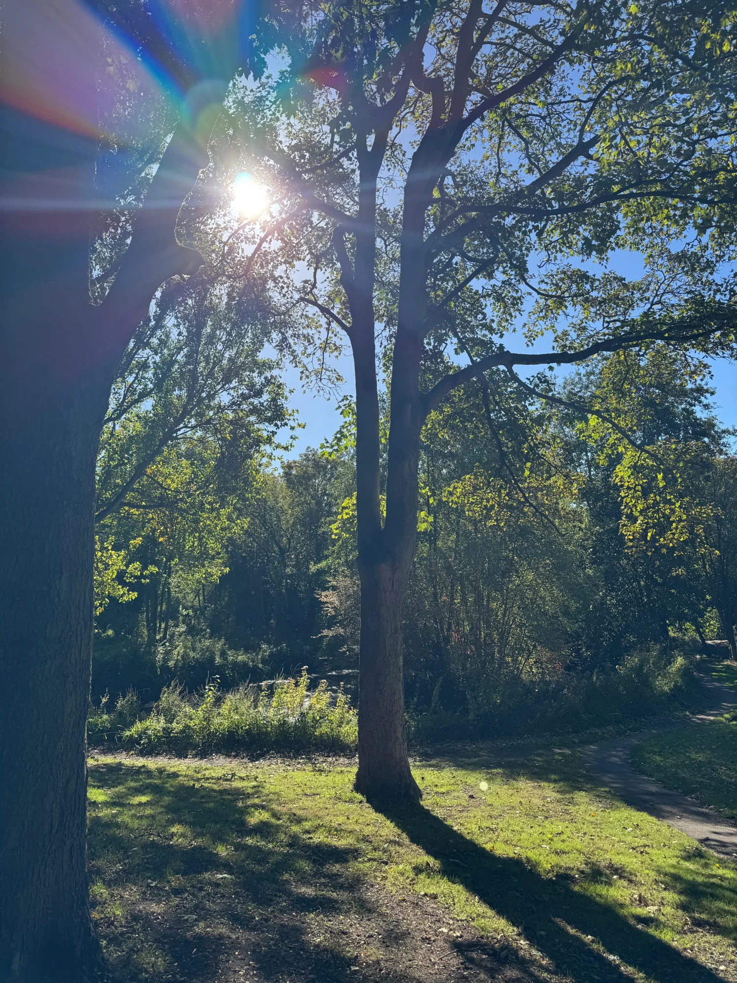 Light through trees at Wensum park norwich